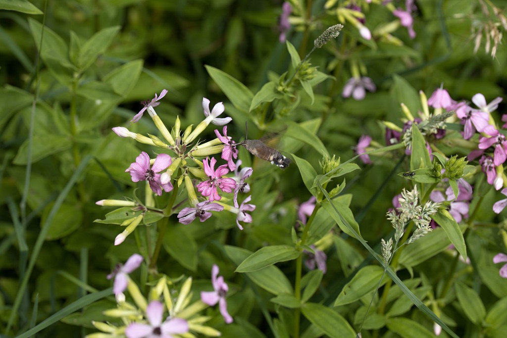Macroglossum stellatarum Kolibrievlinder vlinder vlinders nederland insect insecten lepidoptera rups dagvlinder nachtvlinder mot motten pop larve